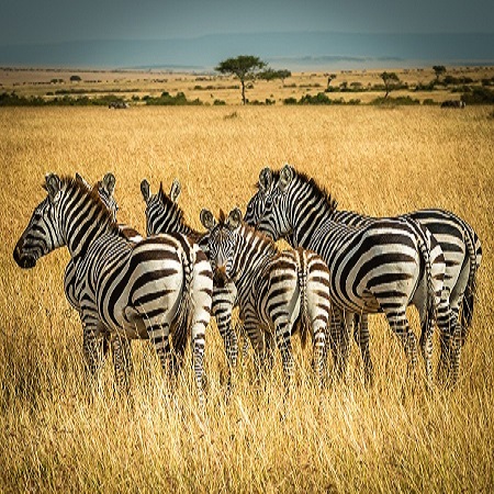 Kenya Tanzania safari packages cost, mountain kenya hiking itinerary 2022-2023